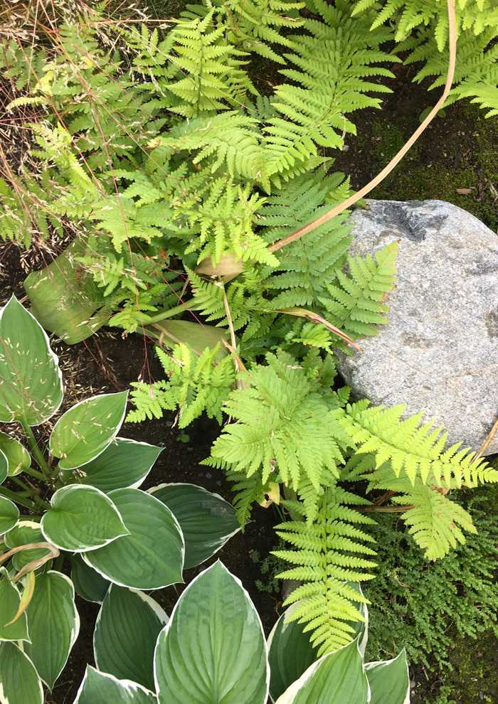 green-plants_700