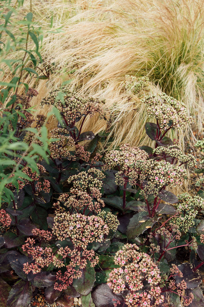 Sensory Garden Magneten flowers