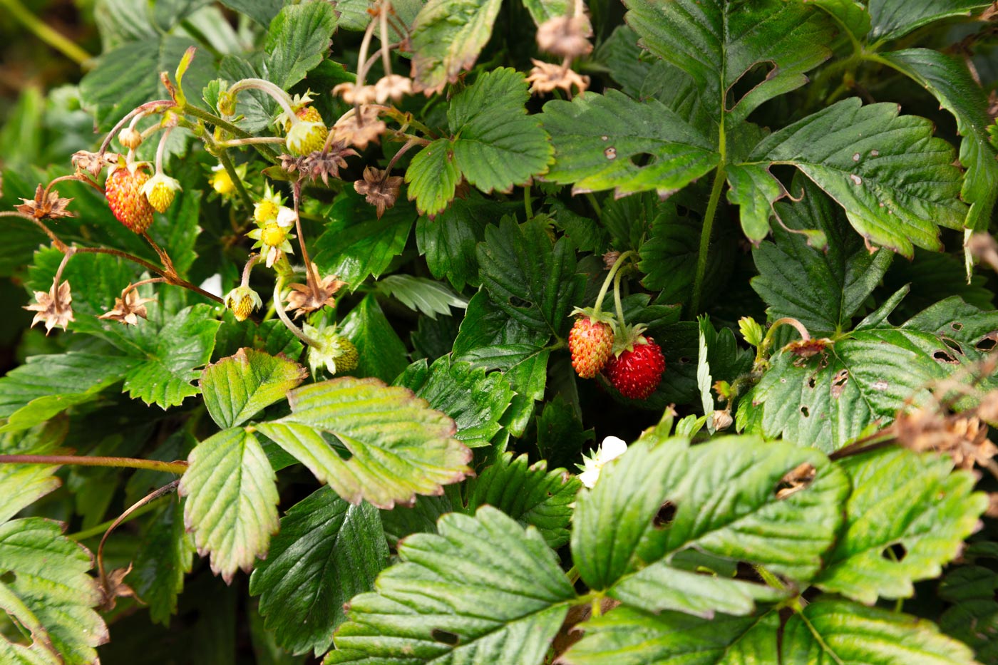 Sensory Garden Magneten strawberries