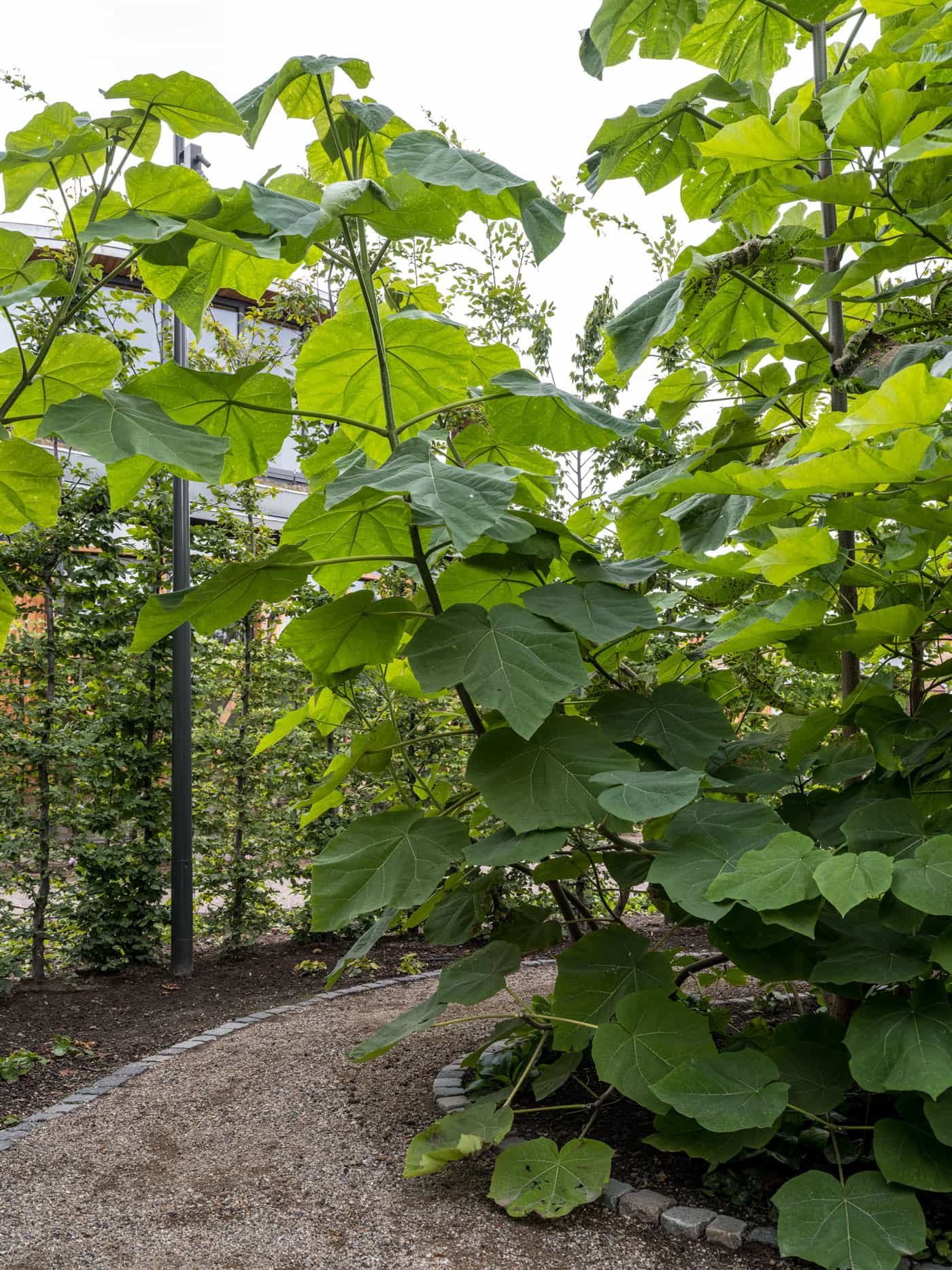 Giants garden - MASU Planning