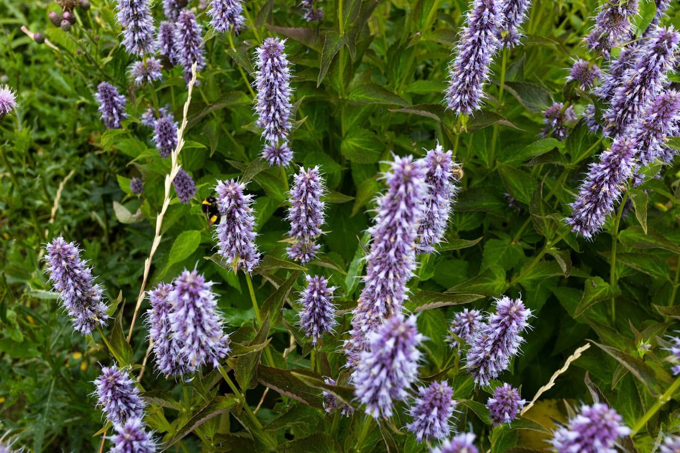 Biodiversity_Hvidovre