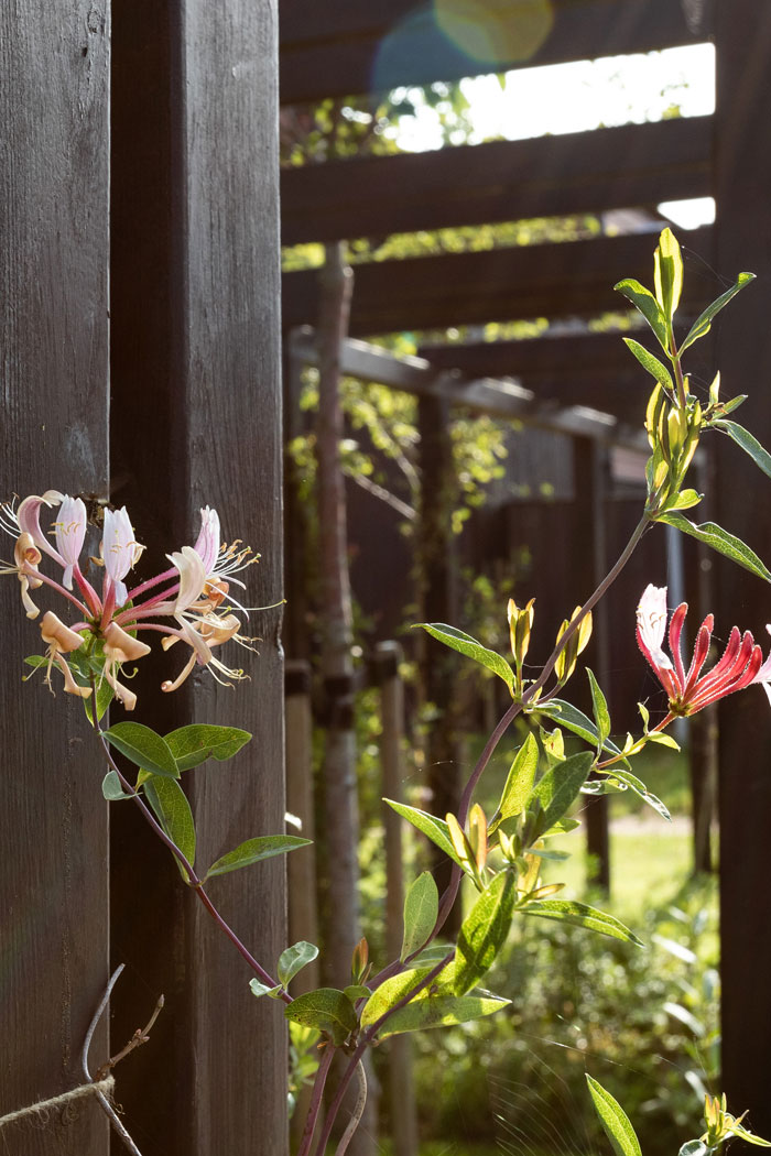 Pergola detail_SOLRÆKKERNE