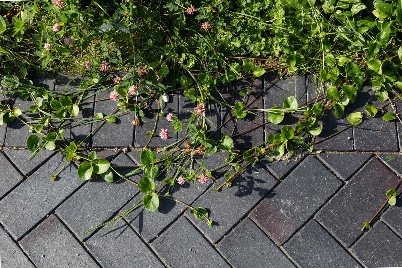 Pavement detail_Solrækkerne