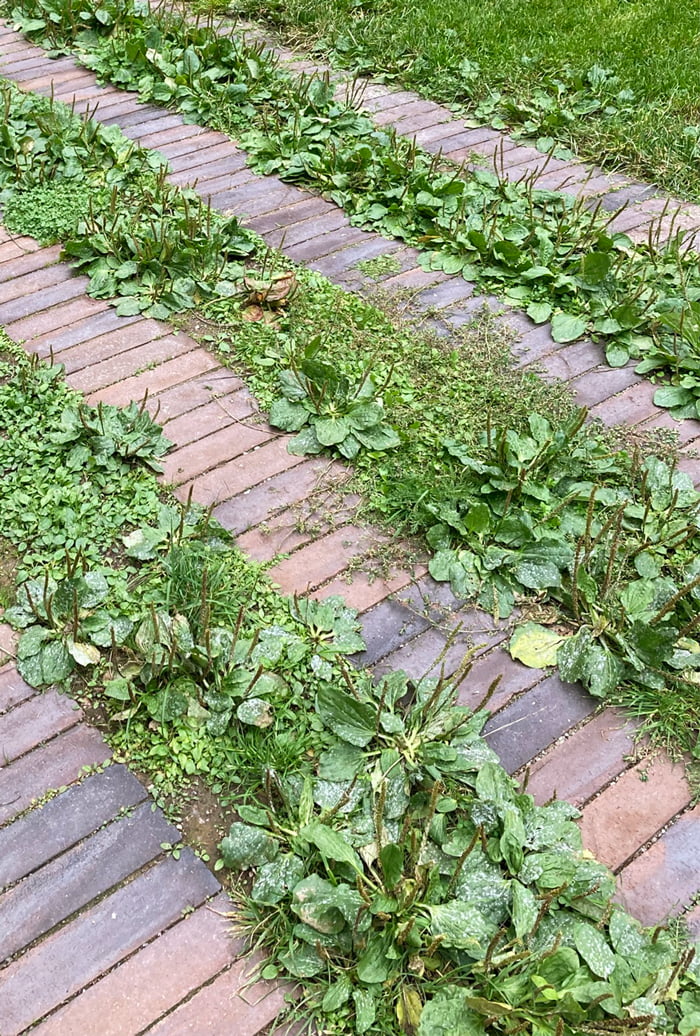 Suompaasari Courtyard - bricks with planting