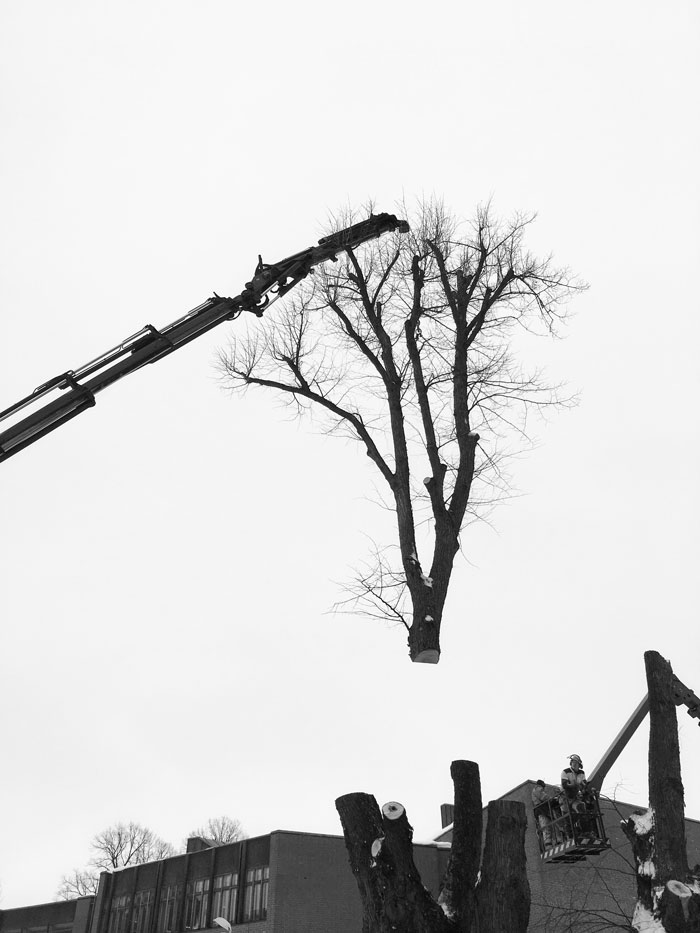 02_Tree-cutting_AaltoAmfi