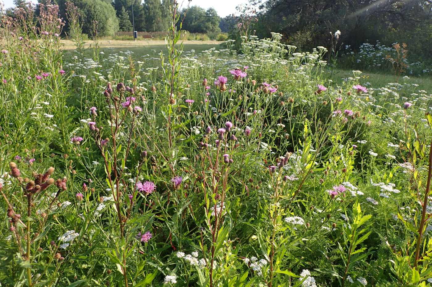 Helsinki Biodiversitetsguide 05_Susanna Pimenoff